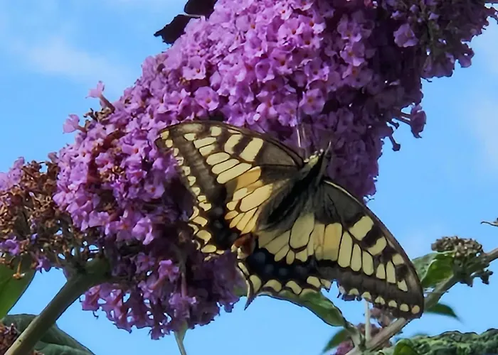 Atelier Luxurioeses Mit Alpinem Charme